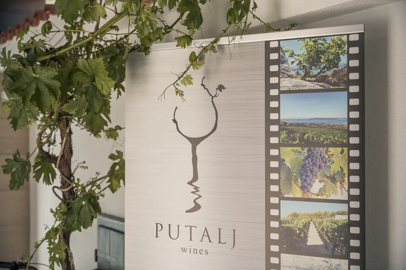 Putalj wines sign framed by a living grapevine at the cellar door