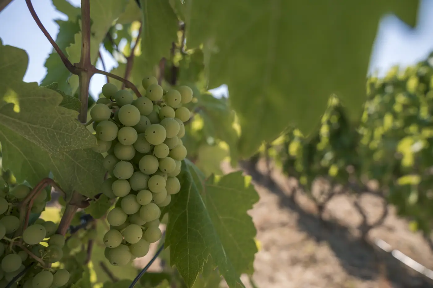 Young Crljenak grapes ripening on the vine in the Putalj vineyard